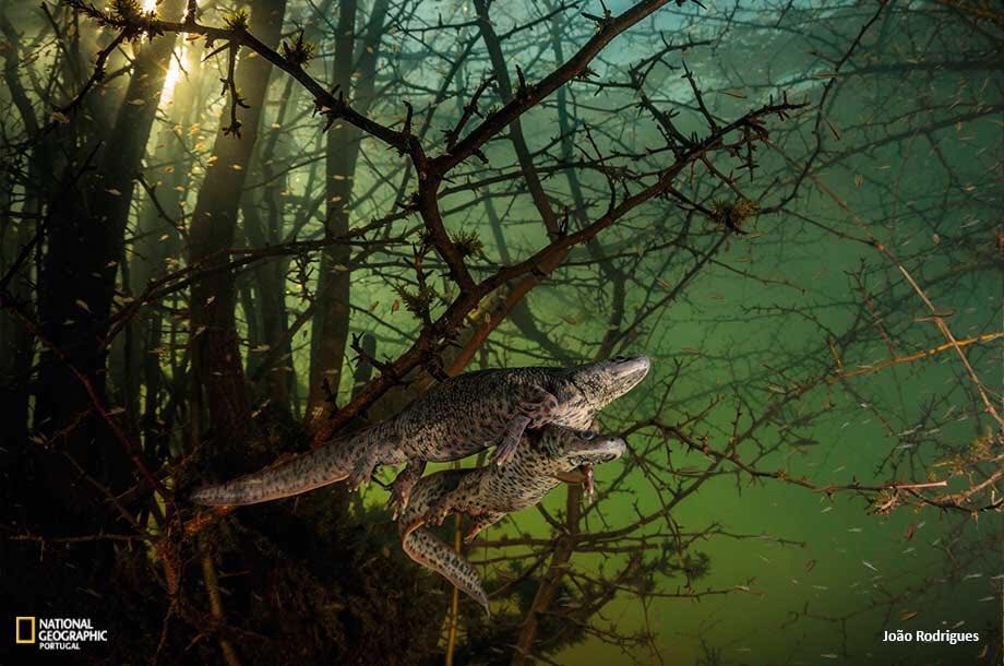 Foto premiada da autoria de Joo Vieira Rodrigues